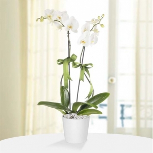 Ayvalık Çiçekçi - Saksı Phalaenopsis Çiftli Beyaz Orkide