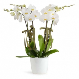  Ayvalık Çiçek Siparişi - Saksı Phalaenopsis Dörtlü Beyaz Orkide